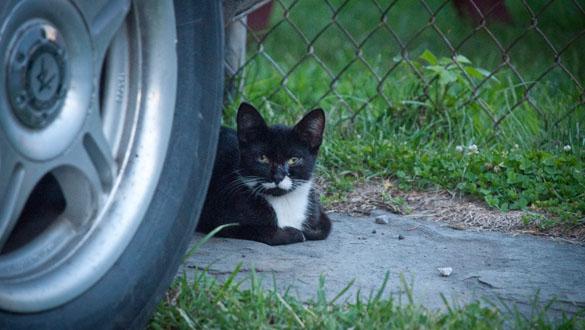 feral cats HZT