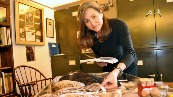 Elizabeth Long is the new Mohonk Preserve Director of Conservation Science. She is pictured here with a tray of bird specimens found and collected for research in the Daniel Smiley Research Center. (photo by Lauren Thomas)