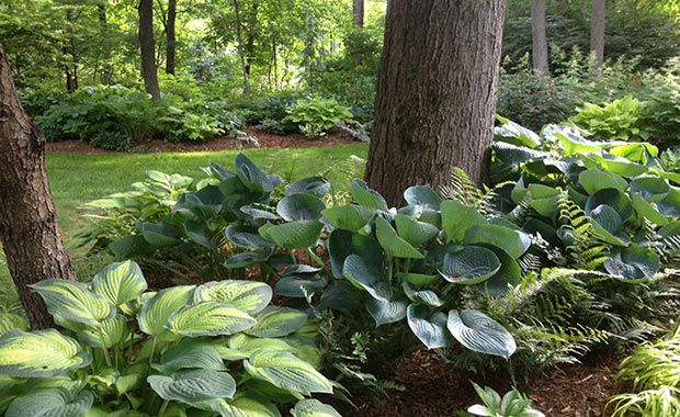 In Dutchess County, visitors can explore Dappled Berms, the garden of Scott VanderHamm. Situated on a one-acre property within a 1950s (IBM-era) suburban community, the garden includes a collection of more than 105 different hosta cultivars. VanderHamm will host a pop-up plant sale in conjunction with Adams Fairacre Farms, including some of the same plants grown at Dappled Berms.