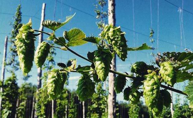 hops-@