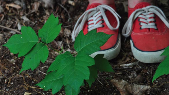 Poison ivy. (photo by Lauren Thomas)