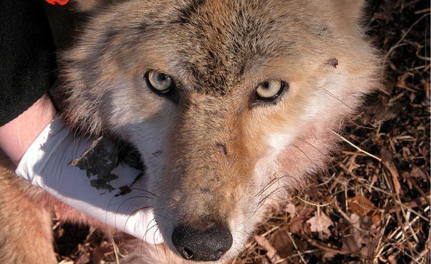 coyote-@