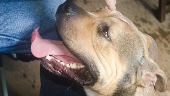 King leans against Rosendale dog control officer Ed Hintz. (Julie O’Connor | New Paltz Times)