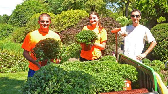 Saugerties town summer employees with some of the 500 mums they’ve spent the last two weeks planting. Pictured are George Beiser, Mackenzie Dunn and Nick Brennan. (photo by Robert Ford)