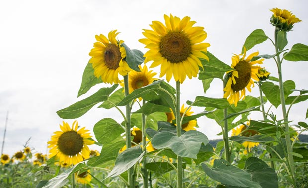 sunflowers-@