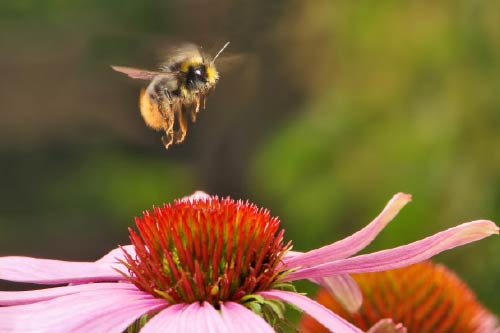 Butterflies and bees provide sustainability to one’s ecosystem, as well as an innate liveliness. Treat them all with respect, and as a major item on one’s home improvement list. (photo by Violet Snow)