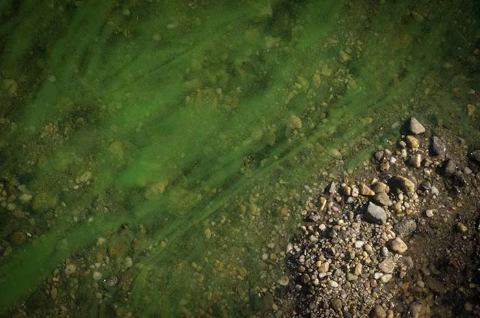 closeup-of-algae-bloom-on-the-wallkill-by-julie-oconnor