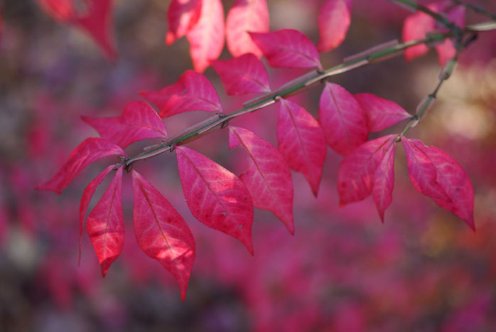 Winged euonymus
