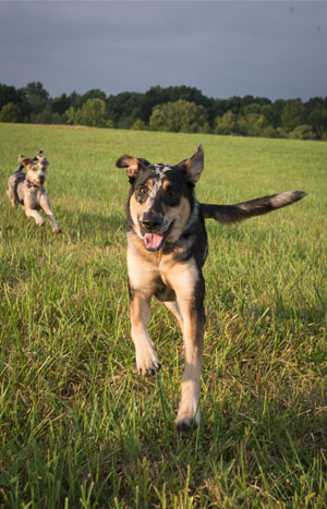 On Burger Hill (photo by Dion Ogust)