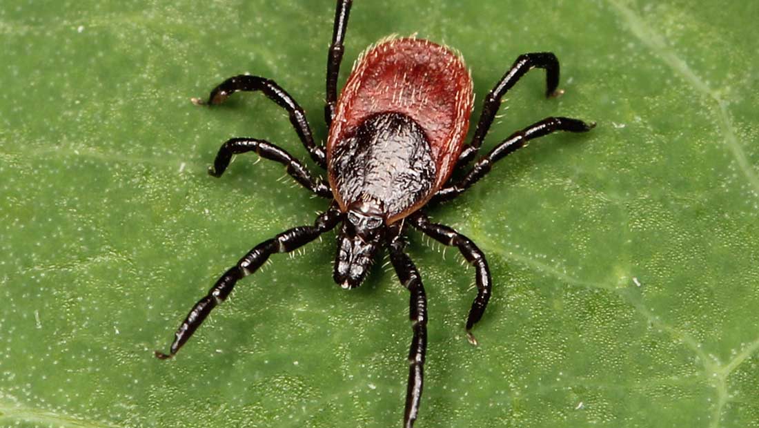 It’s high season for Lyme in the Hudson Valley - Hudson Valley One