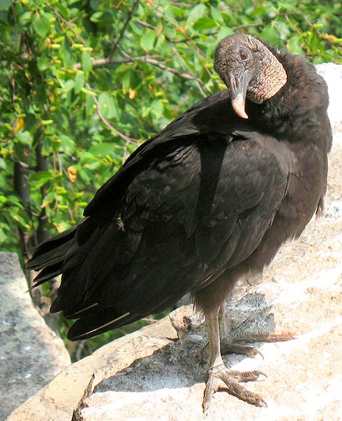 Black vultures, formerly a southern bird, now a regular sight in the ...