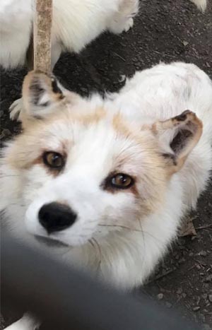 Arctic Fox Escapes West Saugerties Petting Zoo Hudson Valley One