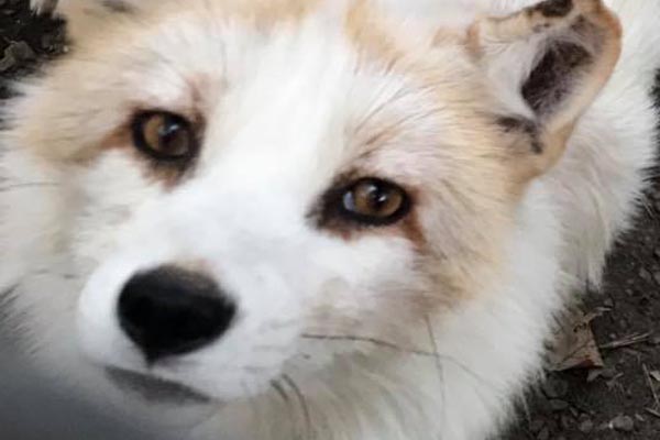 Arctic Fox Escapes West Saugerties Petting Zoo - Hudson Valley One