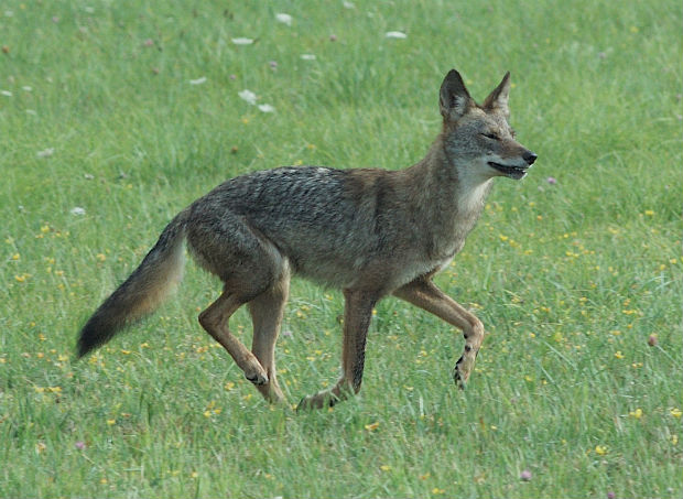 hurt coyote sounds