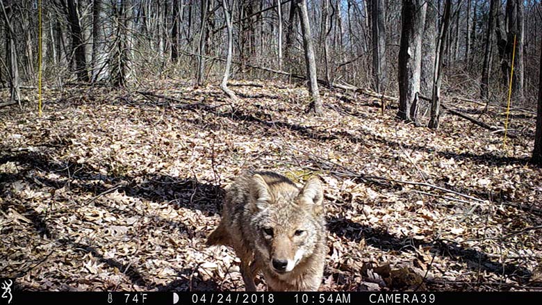 The Wolf Like Coyote In Our Backyard Hudson Valley One