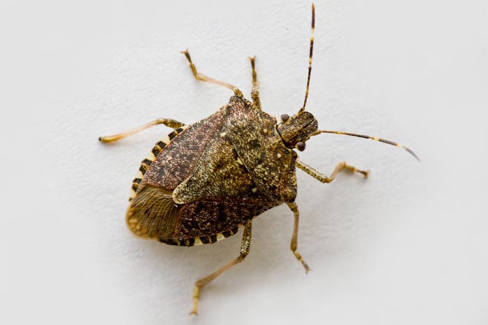 How to control stink bugs - Hudson Valley One