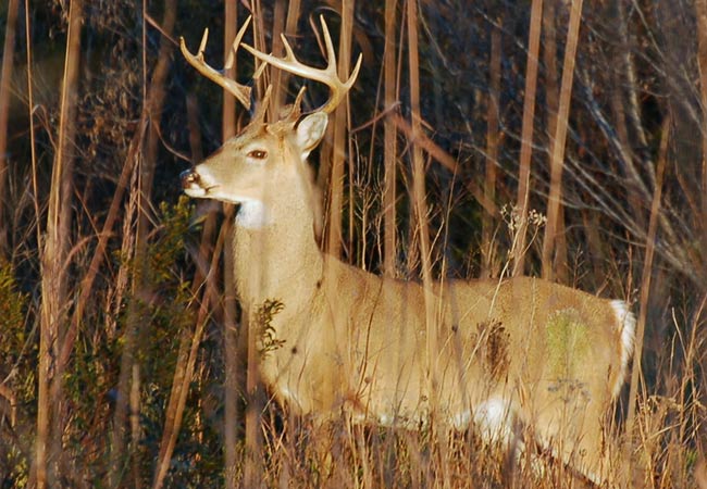 Ask a Naturalist: Is it normal for a deer to have blood on its