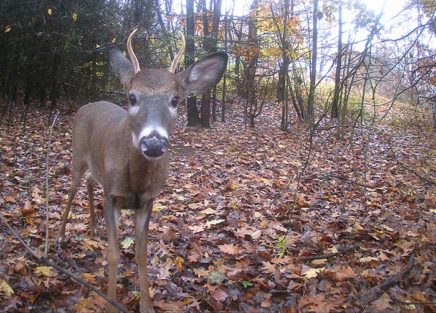 Ask a naturalist: When and why do deer lose their antlers? - Hudson ...