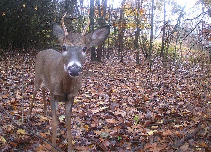 why do deer shed their antlers