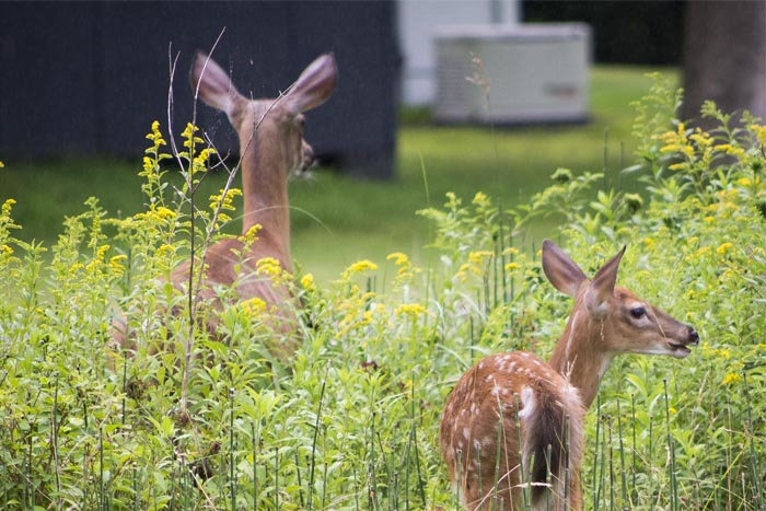 Chronic wasting disease found in a deer 5 miles from the New York border