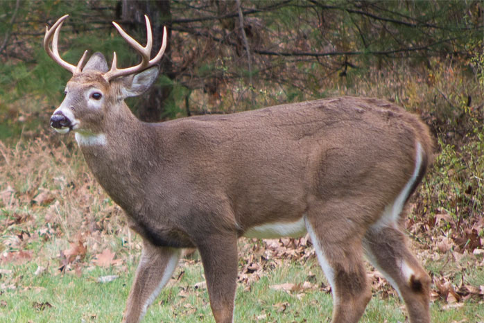 New York State Dec Implements New Hunting Regulations Hudson Valley One