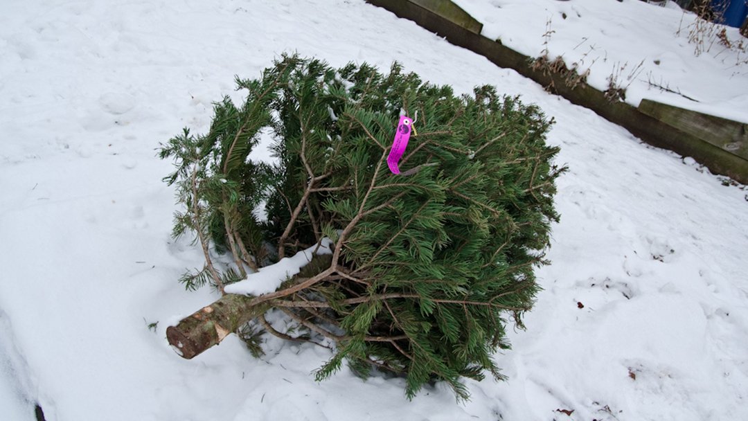New Paltz’s Christmas tree pickup plan Hudson Valley One