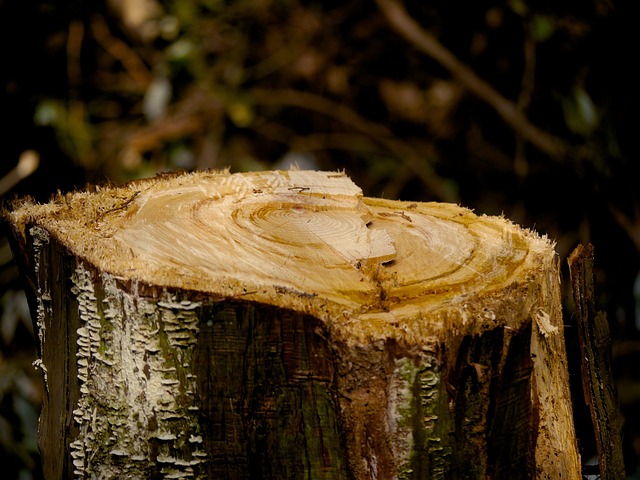 Don’t give a hoot for the trees - Hudson Valley One